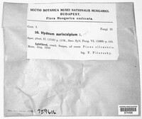 Auriscalpium vulgare image